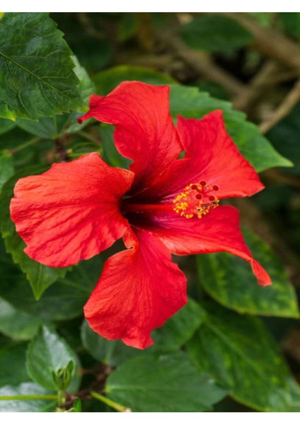 Tekno Trust Videolu Japon Gülü Kırmızı Renk Çiçekli 1 Adet Saksılı 20-40CM İç Mekan Teras Bitkisi (Hibiscus)