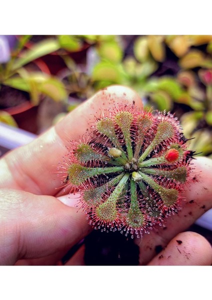Tekno Trust Drosera Spatulata Güneş Gülü Etobur Bitki Yetişkin Boy 5,5 cm Saksıda