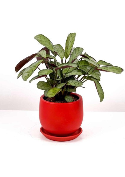 Tekno Trust Calathea Ctenanthe - Burle Marxii Amagris Curvy Kırmızı Saksılı 30-40 cm