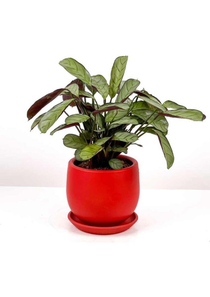 Tekno Trust Calathea Ctenanthe - Burle Marxii Amagris Curvy Kırmızı Saksılı 30-40 cm fiyatları