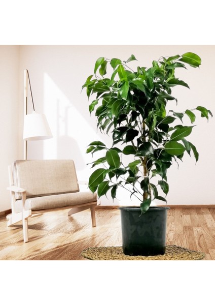 Tekno Trust Ficus Benjamina Danielle-Benjamin Bitkisi 60-80cm