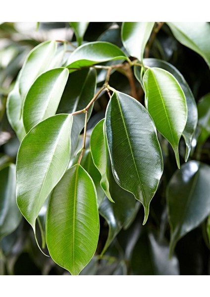 Tekno Trust Ficus Benjamina Danielle-Benjamin Bitkisi 60-80cm