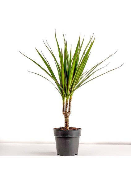 Tekno Trust Dracaena Marginata-Tek Gövdeli 30 cm
