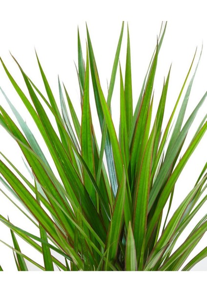 Tekno Trust Dracaena Marginata-Tek Gövdeli 30 cm