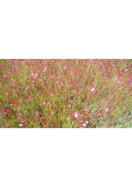 GAURA ÇİÇEĞİ 5 ADET - ÇOK YILLIK DIŞ MEKAN ÇİÇEĞİ