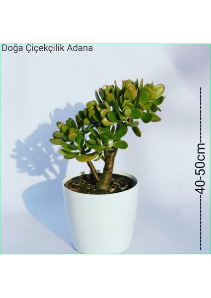 Tekno Trust Para Ağacı Bereket, Iyi Şans ve Para Çiçeği Crassula Ovata 0102