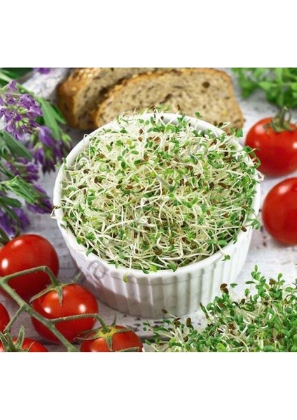 Tekno Trust Organik Microgreen Yeşillik Alfa Alfa Yonca Tohumu 100 Gr