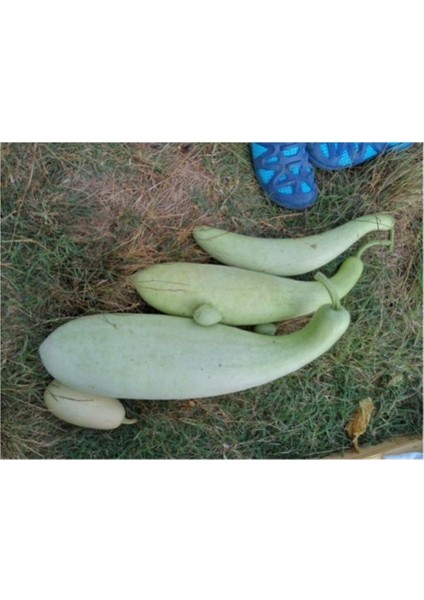 Eko Paket 25 Adet Tohum Nadir Ithal Haylan Kabağı Tohumu Kabak Tohumu fiyatları