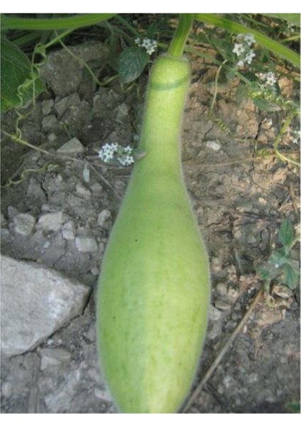 Eko Paket 25 Adet Tohum Nadir Ithal Haylan Kabağı Tohumu Kabak Tohumu modelleri