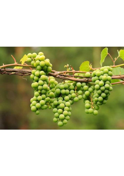 Çiftlik Goruk Üzüm