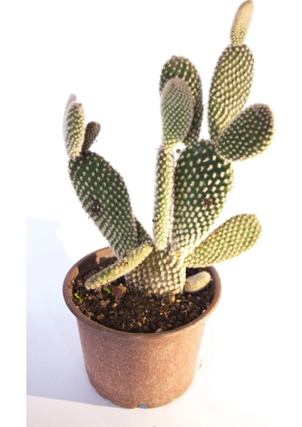 Tavşan Kulağı Kaktüs Opuntia Microdasys Büyük 8,0 cm Saksıda