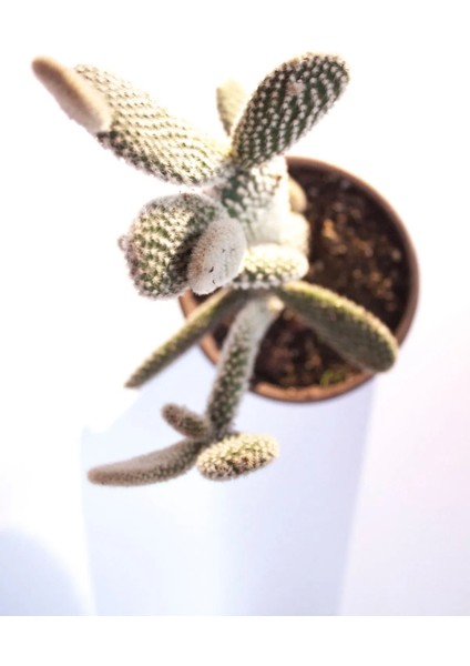 Tavşan Kulağı Kaktüs Opuntia Microdasys Büyük 8,0 cm Saksıda fiyatları