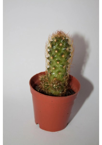Bakır Rengi Kaktüs Mammillaria Elongata Copperking Kaktüs Tekli 5,5 cm Saksıda