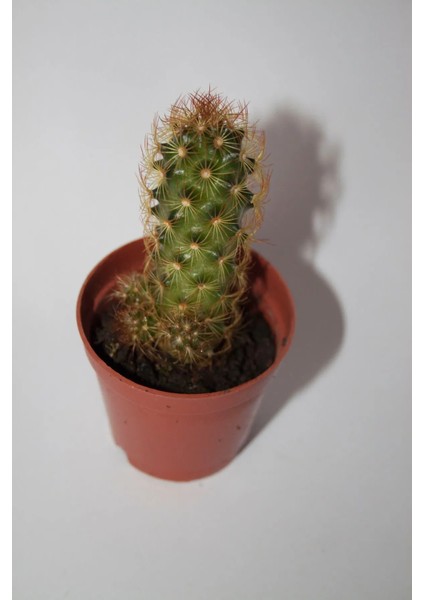 Bakır Rengi Kaktüs Mammillaria Elongata Copperking Kaktüs Tekli 5,5 cm Saksıda fiyatları