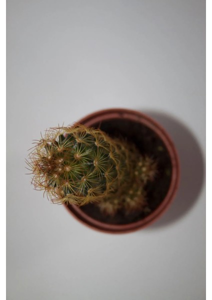 Bakır Rengi Kaktüs Mammillaria Elongata Copperking Kaktüs Tekli 5,5 cm Saksıda modelleri
