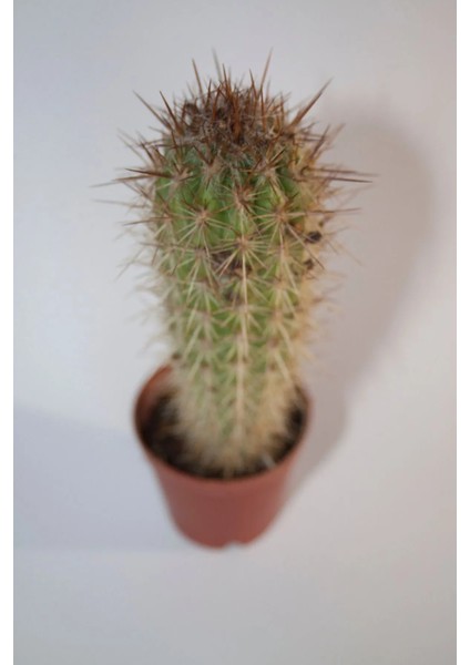 Pilosocereus Gounellei Sütun Kaktüs Tekli 5,5 cm Saksıda