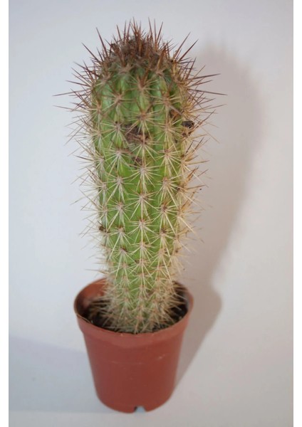 Pilosocereus Gounellei Sütun Kaktüs Tekli 5,5 cm Saksıda fiyatları