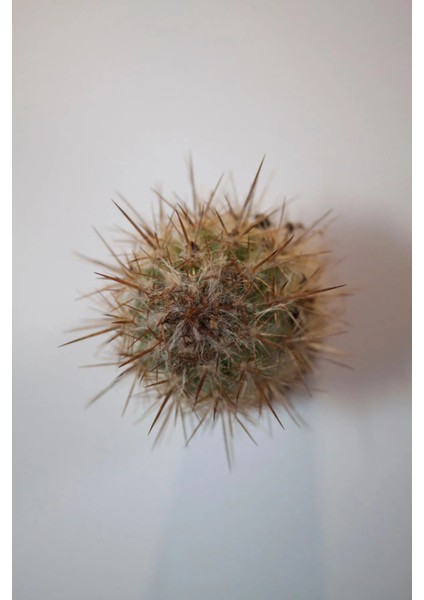 Pilosocereus Gounellei Sütun Kaktüs Tekli 5,5 cm Saksıda modelleri