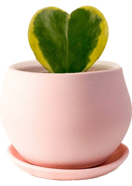 Tekno Trust Hoya Kerrii Variegata (Kalp Sukulent) Curvy Pembe Saksılı