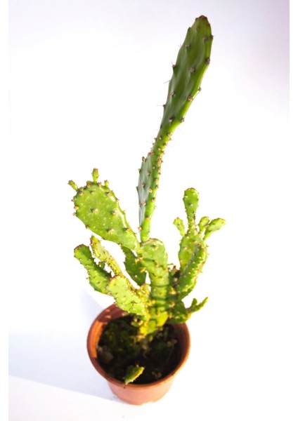 Opuntia Monacantha Inciri Kaktüsü Tekli 8,0 cm Saksıda
