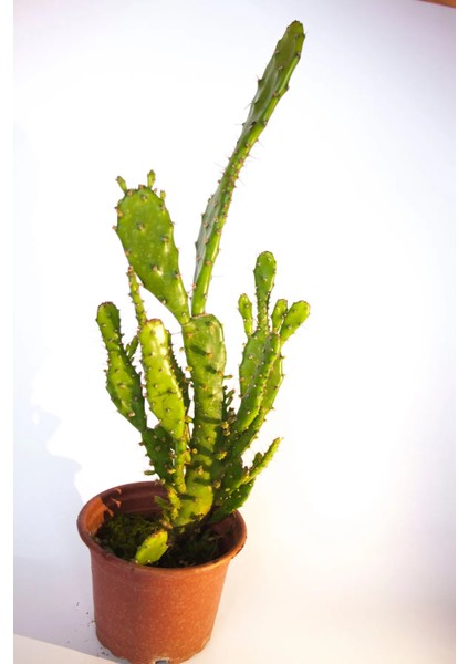 Opuntia Monacantha Inciri Kaktüsü Tekli 8,0 cm Saksıda fiyatları