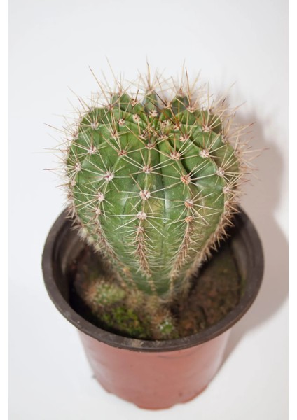Echinopsis Oxygona Pembe Çiçekli Orta Boy Kaktüs 8,0 cm Saksıda fiyatları