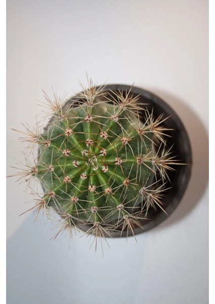 Echinopsis Oxygona Pembe Çiçekli Orta Boy Kaktüs 8,0 cm Saksıda modelleri