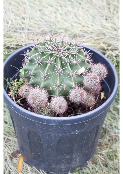 Örümcek Kaktüsü Gymnocalycium Baldianum Büyük Boy Kaktüs