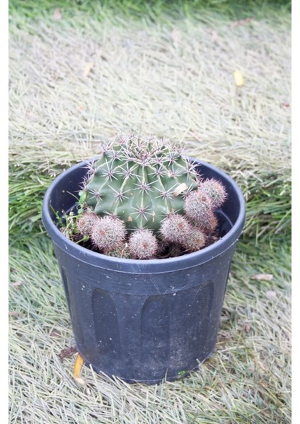 Örümcek Kaktüsü Gymnocalycium Baldianum Büyük Boy Kaktüs