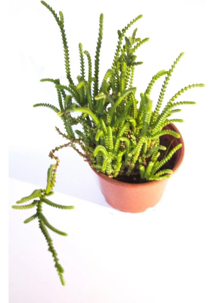 Prenses Çamı Crassula Muscosa Sukulent Tekli 8,0 cm Saksıda