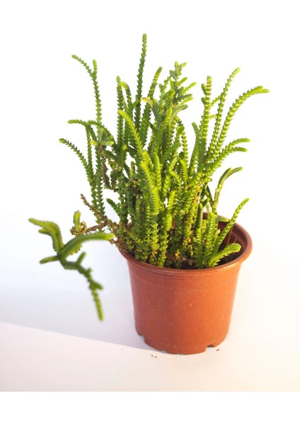 Prenses Çamı Crassula Muscosa Sukulent Tekli 8,0 cm Saksıda