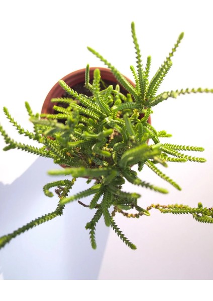 Prenses Çamı Crassula Muscosa Sukulent Tekli 8,0 cm Saksıda