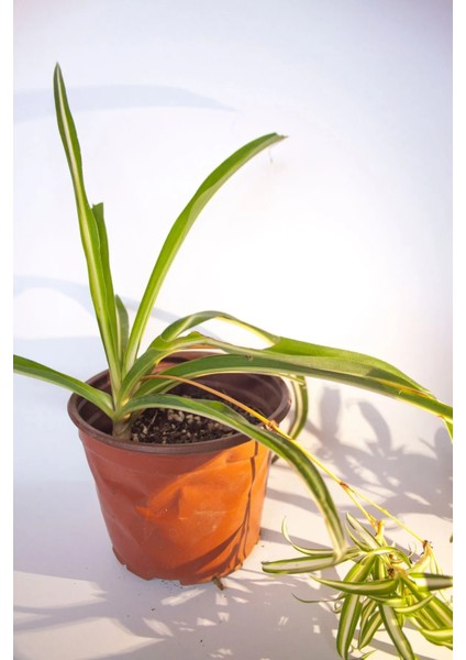 Kurdele Çiçeği Chlorophytum Comosum 8 cm Orta Boy Saksıda