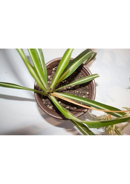 Kurdele Çiçeği Chlorophytum Comosum 8 cm Orta Boy Saksıda