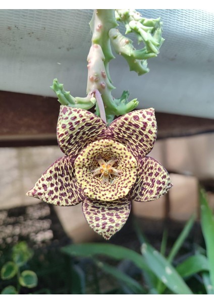 Leş Kaktüs Orbea Variegat Sukulent Tekli 5,5 cm Saksıda