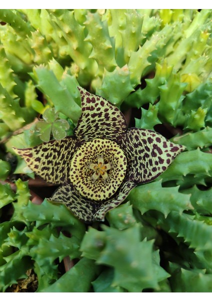 Leş Kaktüs Orbea Variegat Sukulent Tekli 5,5 cm Saksıda