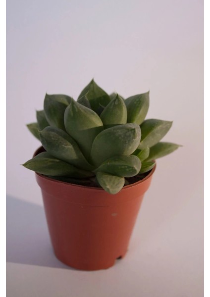 Haworthia Cymbiformis (Optusa) Sukulent Tekli 5,5 cm Saksıda