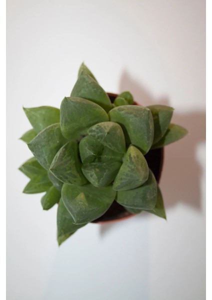 Haworthia Cymbiformis (Optusa) Sukulent Tekli 5,5 cm Saksıda