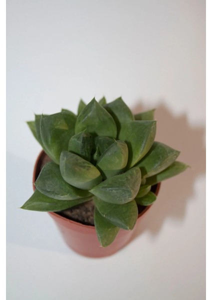 Haworthia Cymbiformis (Optusa) Sukulent Tekli 5,5 cm Saksıda