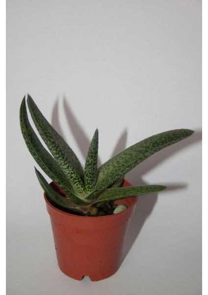 Bayraktar Peyzaj Gasteria Pillansii Sukulent Tekli 5,5 cm Saksıda