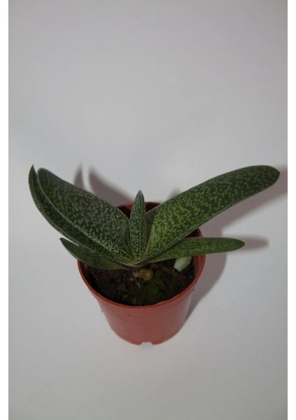 Bayraktar Peyzaj Gasteria Pillansii Sukulent Tekli 5,5 cm Saksıda