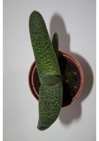 Bayraktar Peyzaj Gasteria Pillansii Sukulent Tekli 5,5 cm Saksıda