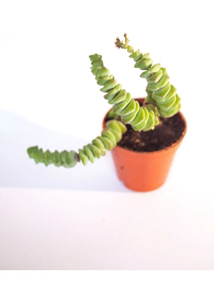 Crassulla Perforata Sukulent Tekli 5,5 cm Saksıda