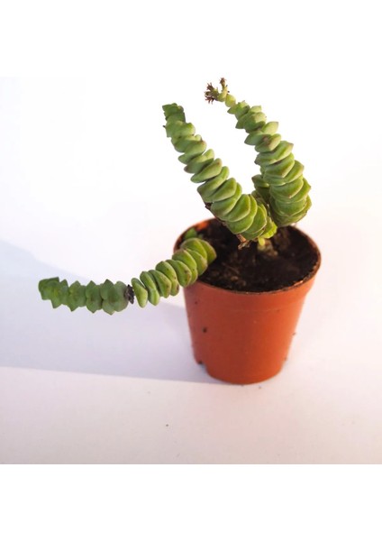 Crassulla Perforata Sukulent Tekli 5,5 cm Saksıda fiyatları