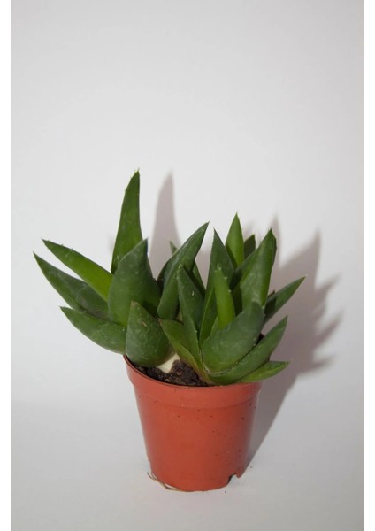 Haworthia Pentagona Sukulent Tekli 5,5 cm Saksıda