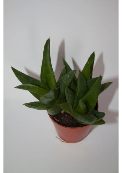 Haworthia Pentagona Sukulent Tekli 5,5 cm Saksıda