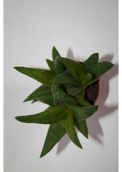 Haworthia Pentagona Sukulent Tekli 5,5 cm Saksıda