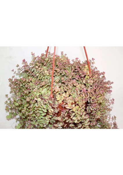 Crassula Pellucida Marginalis Çiçeği Askılı Saksılı Büyük Boy fiyatları