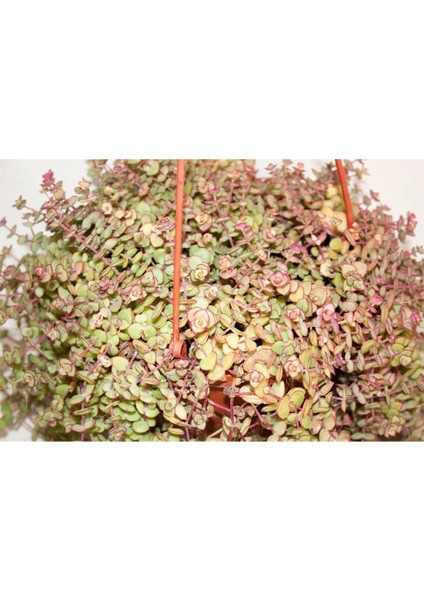 Crassula Pellucida Marginalis Çiçeği Askılı Saksılı Büyük Boy modelleri