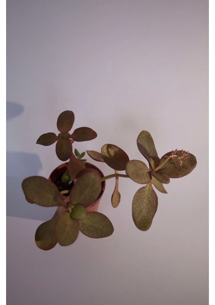 Peri Yeşim Bitkisi Crassula Multicava Sukulent Tekli 5,5 cm Saksıda